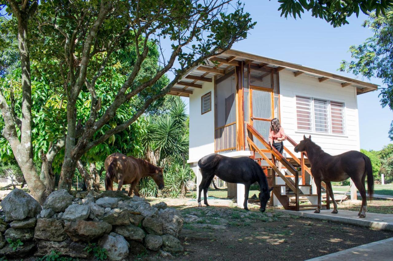 Horse Cottage Sarteneja 외부 사진