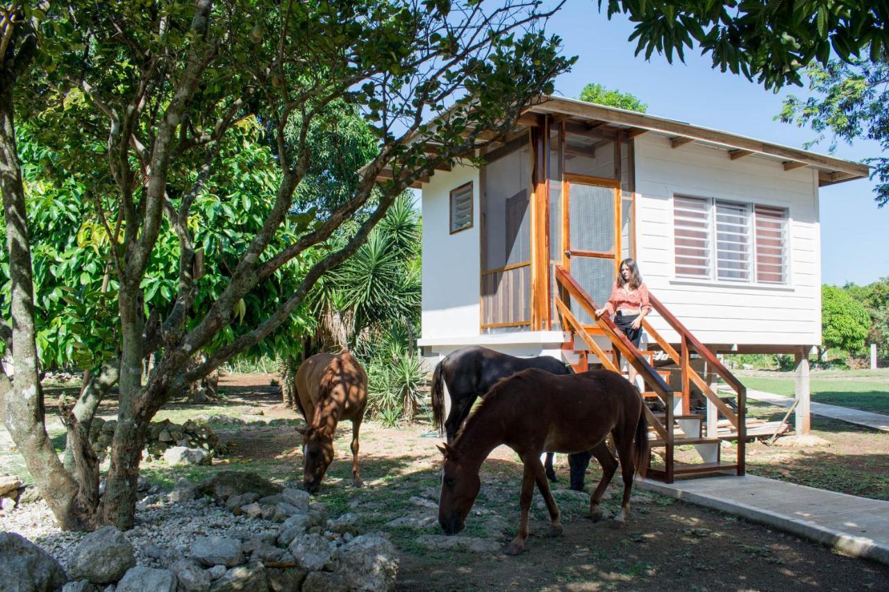 Horse Cottage Sarteneja 외부 사진